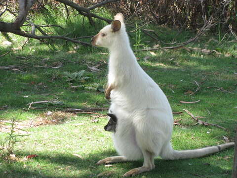 Image of Bennett's Wallaby