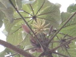 Image de Cecropia