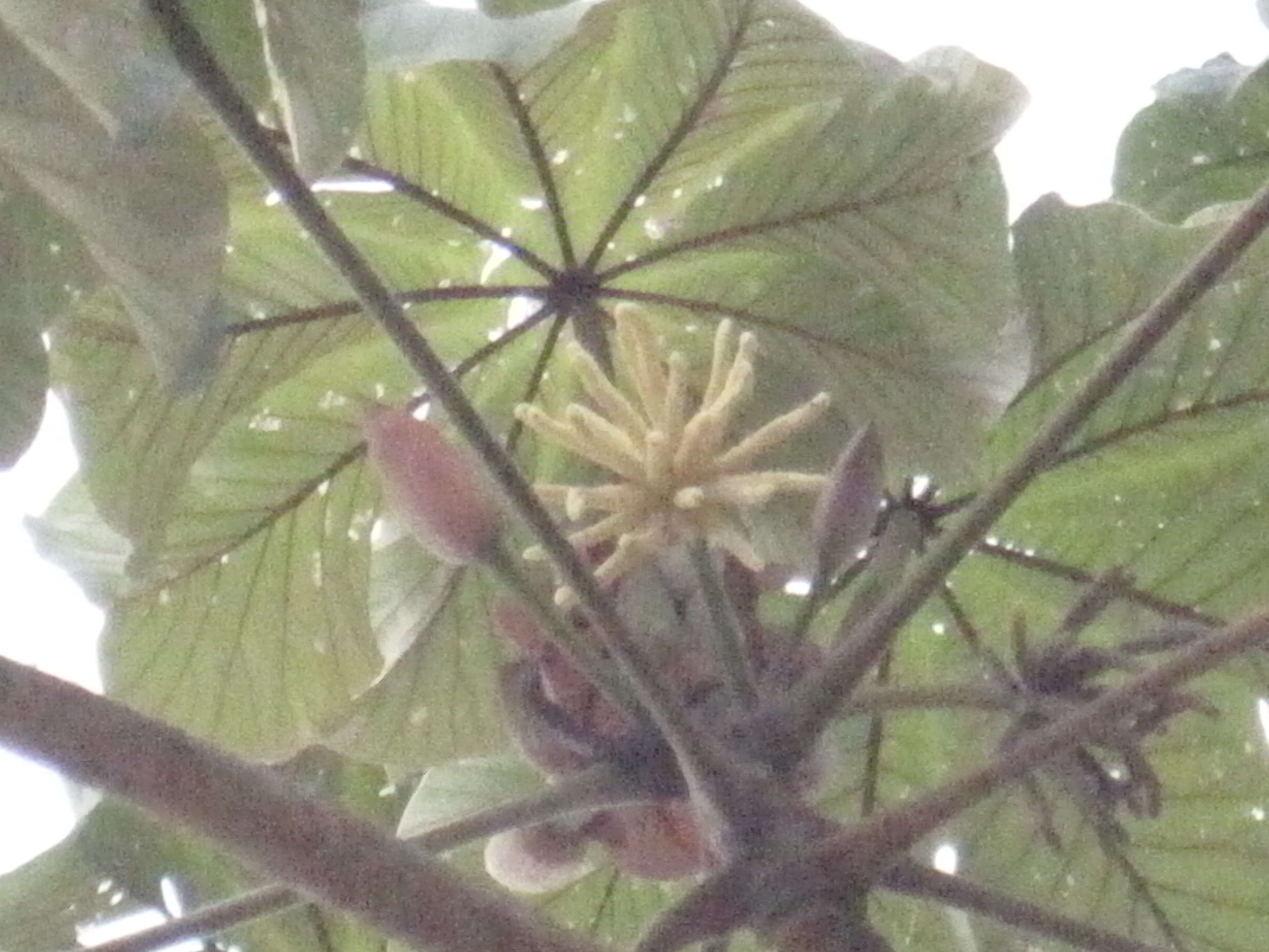 Image of Yagrumo Hembra, Trumpet-Tree