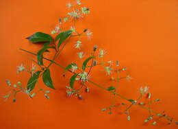 Image of Clematis brasiliana DC.