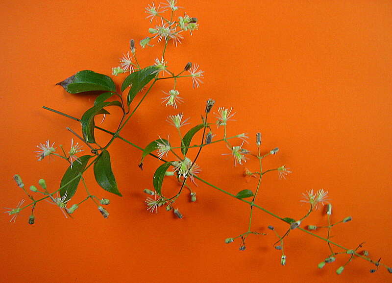 Image of Clematis brasiliana DC.