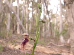 Imagem de Calochilus platychilus D. L. Jones