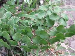 Image of Adiantum aethiopicum L.