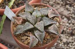 Haworthia emelyae Poelln. resmi