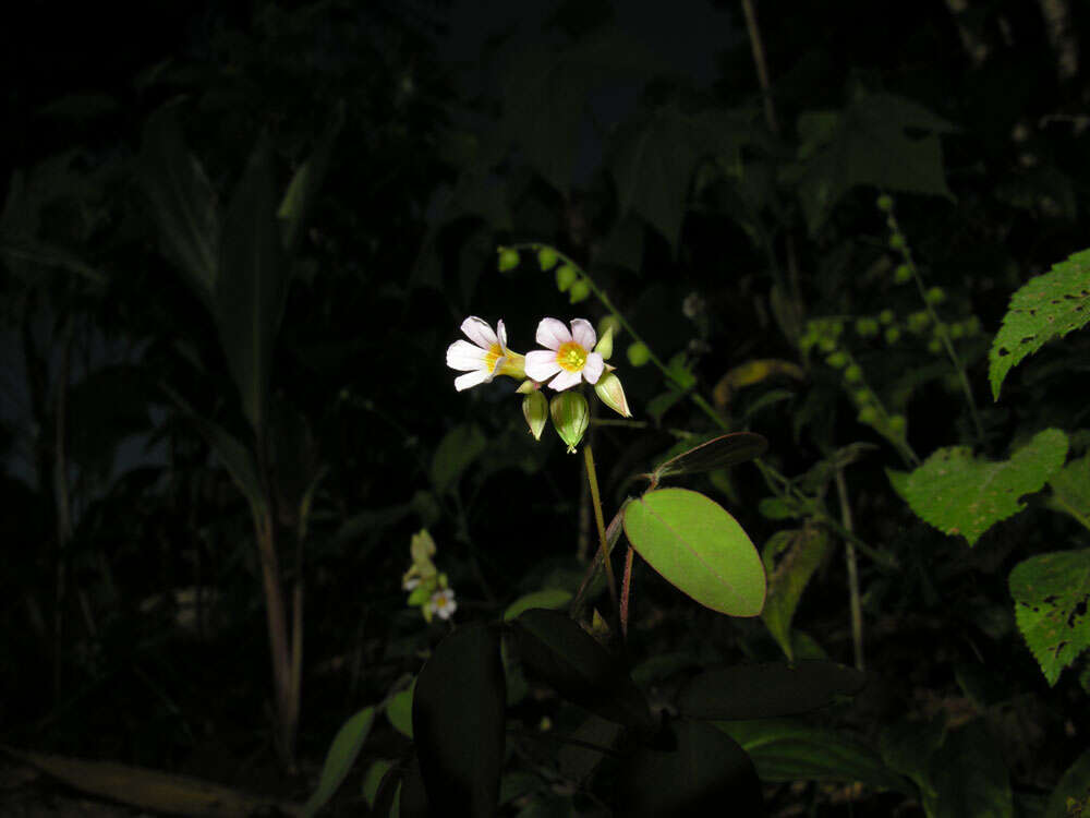 Image of Oxalis microcarpa Benth.