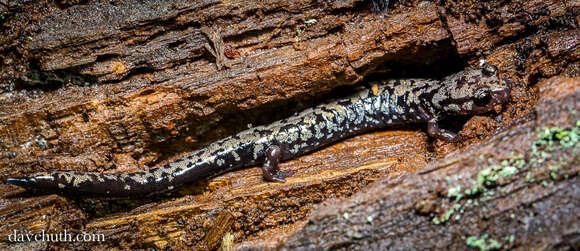 Image of Woodland salamander