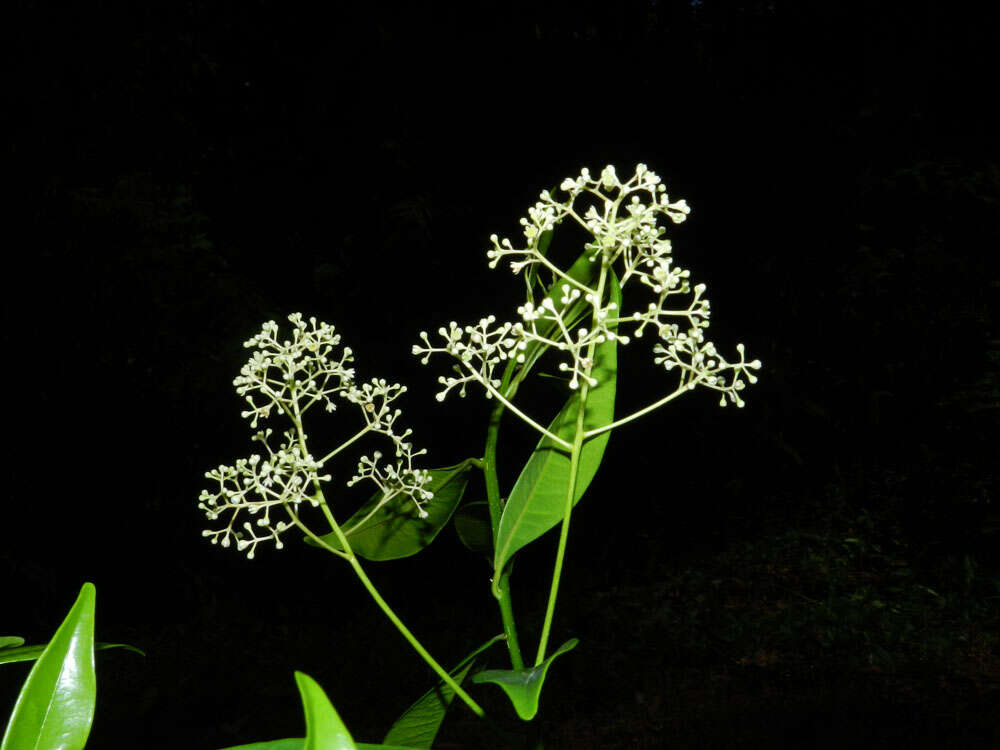 Image of Ocotea multiflora H. van der Werff