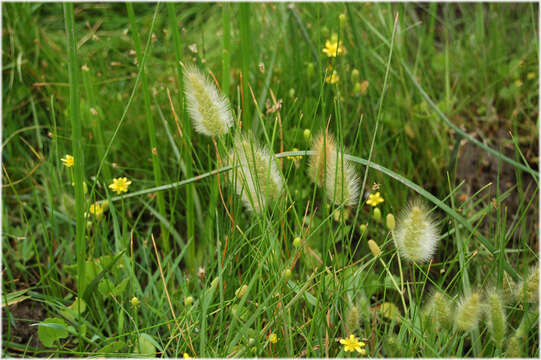 Imagem de Polypogon monspeliensis (L.) Desf.