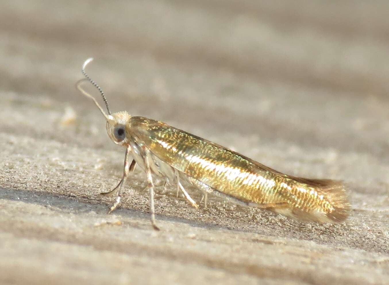 Imagem de Argyresthia goedartella Linnaeus 1758