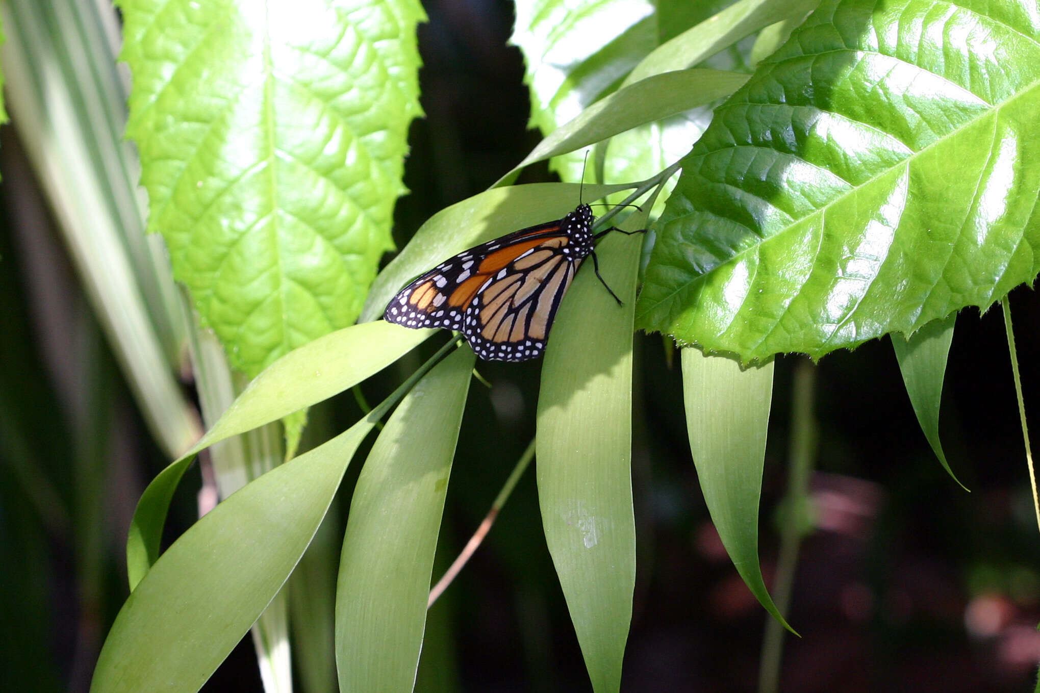 Image of Monarch Butterfly