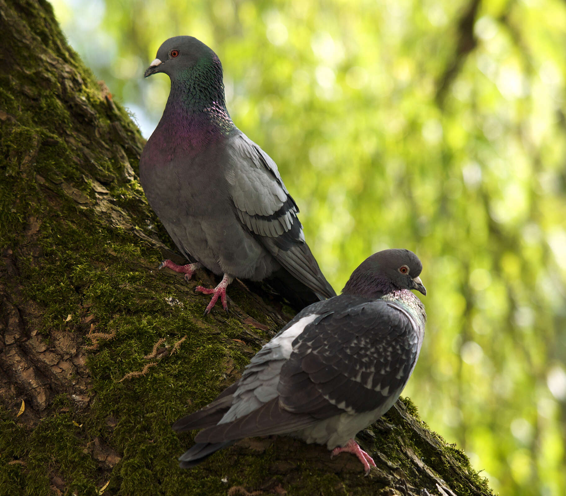 Image of Common Pigeon