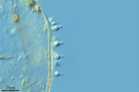 Image of Choanoflagelateae