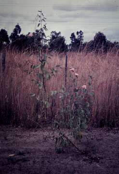 Image of Hibiscus leptocladus Benth.