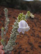 صورة Eremophila congesta Chinnock