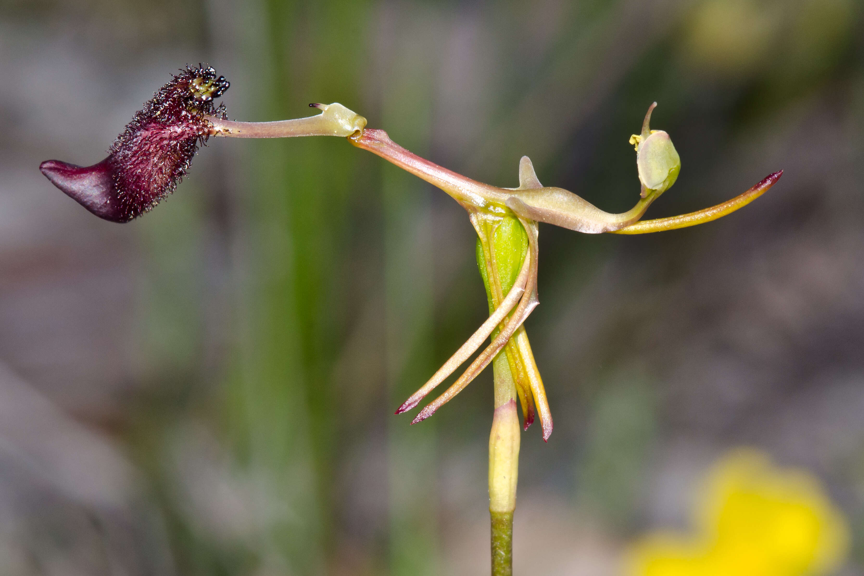 Image de Drakaea gracilis Hopper & A. P. Br.