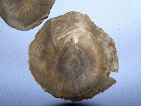 Image de Aspidosperma myristicifolium (Markgr.) Woodson