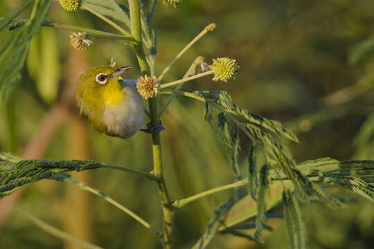 Image of Japanese White-eye