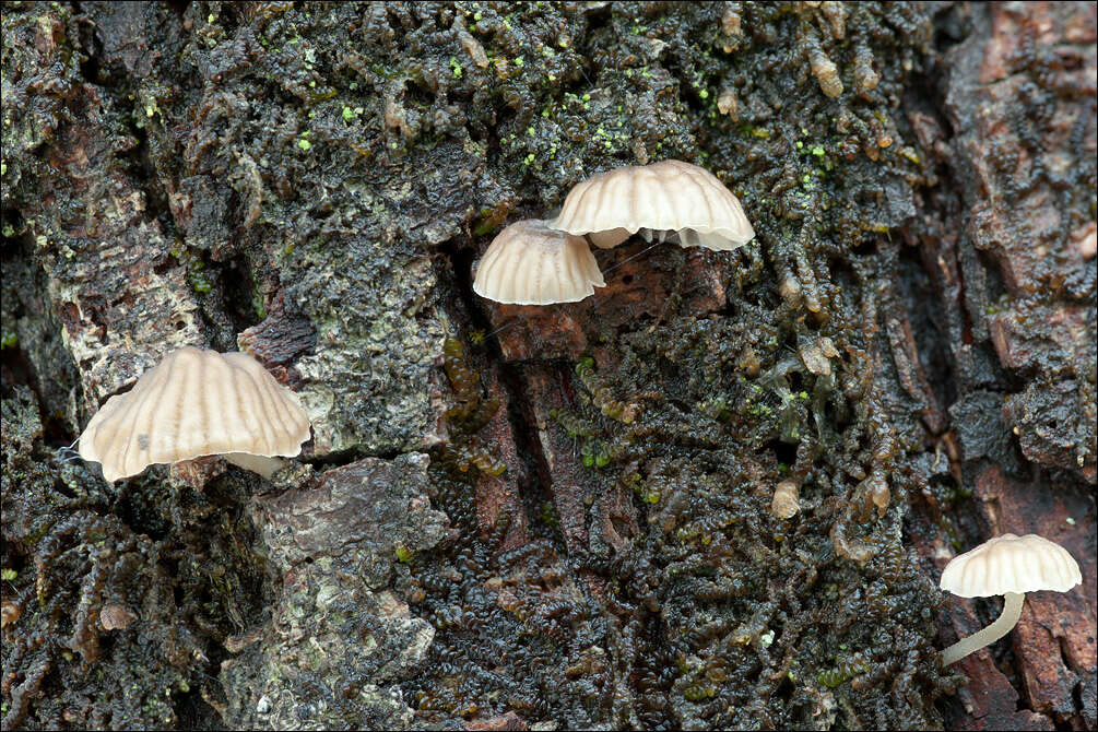 Image of Phloeomana alba (Bres.) Redhead 2016