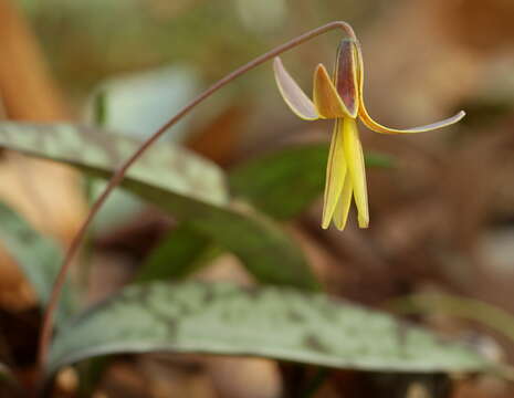 Image of dimpled troutlily