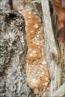 Image of Fomitopsis