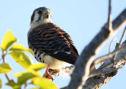 Image of American Kestrel