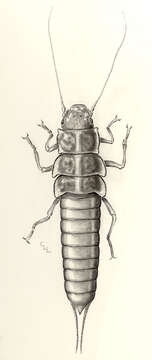 Image of Giant Salmonfly