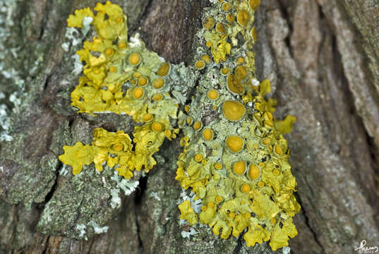 Imagem de Xanthoria parietina (L.) Beltr.