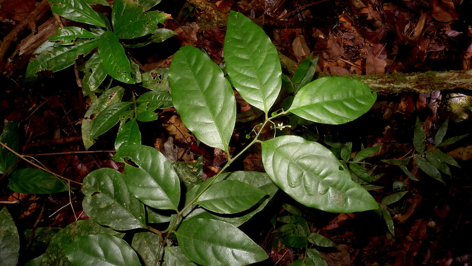 Image of Solanum bahianum S. Knapp