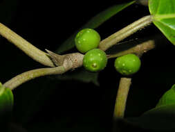 Image of Ficus brevibracteata Burger