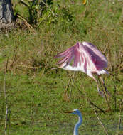 Image of Roseate Spoonbill