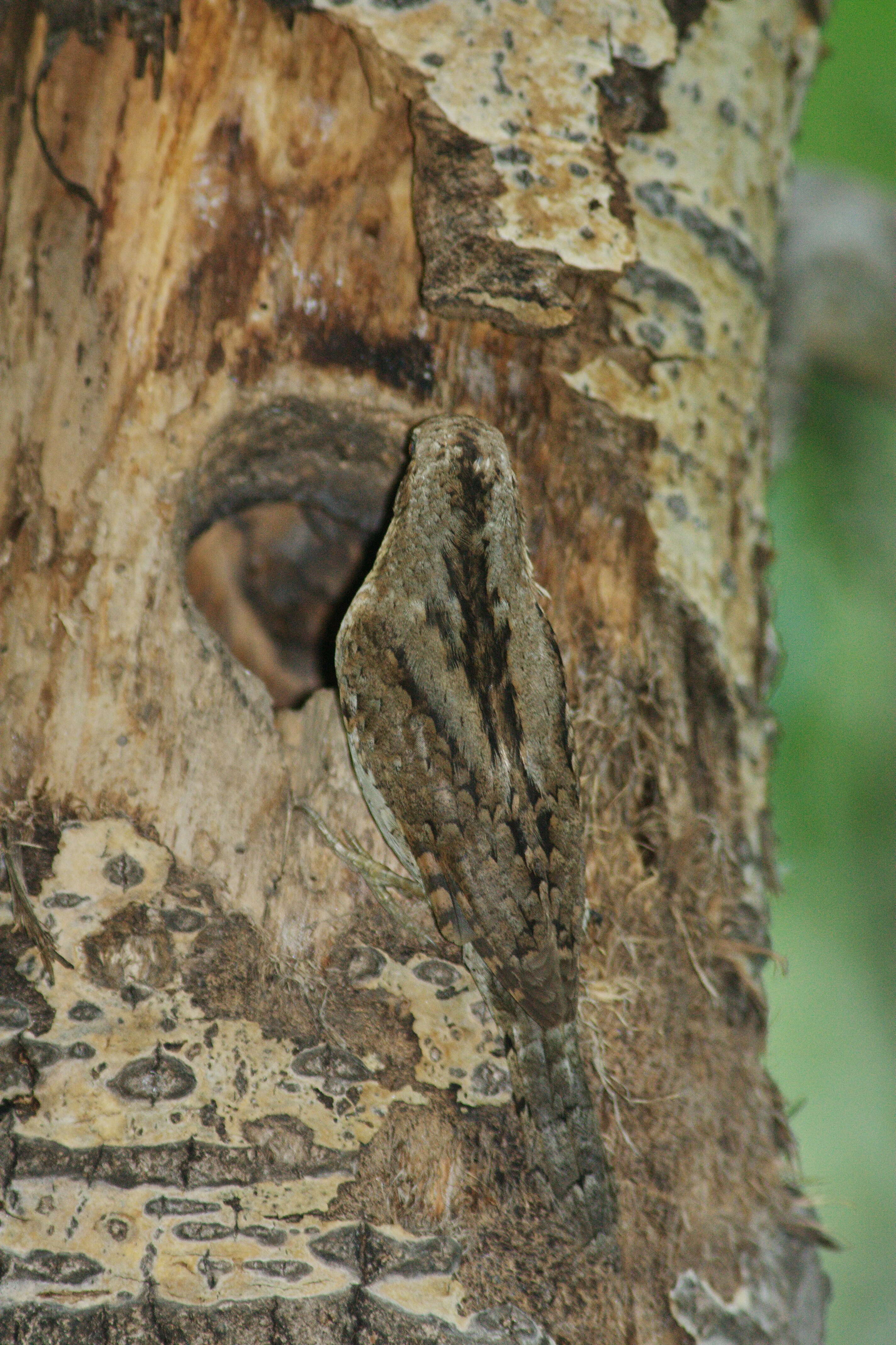 Image of Wryneck