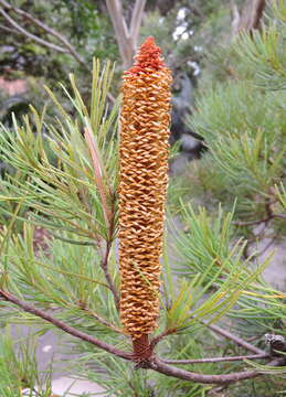 Image of banksia