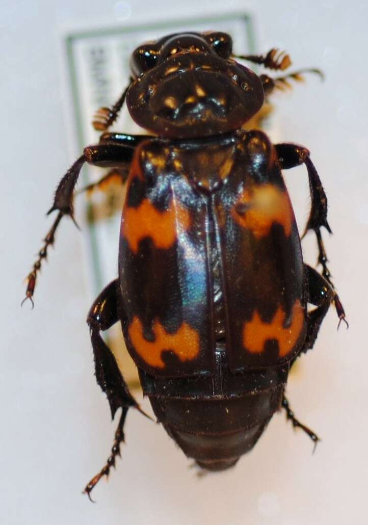 Nicrophorus (Nicrophorus) podagricus (Portevin 1920) resmi