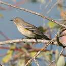 Image of Dendroica coronata auduboni