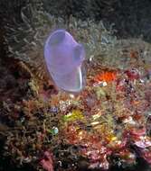 Image of blue ascidian