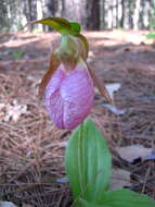 Слика од Cypripedium