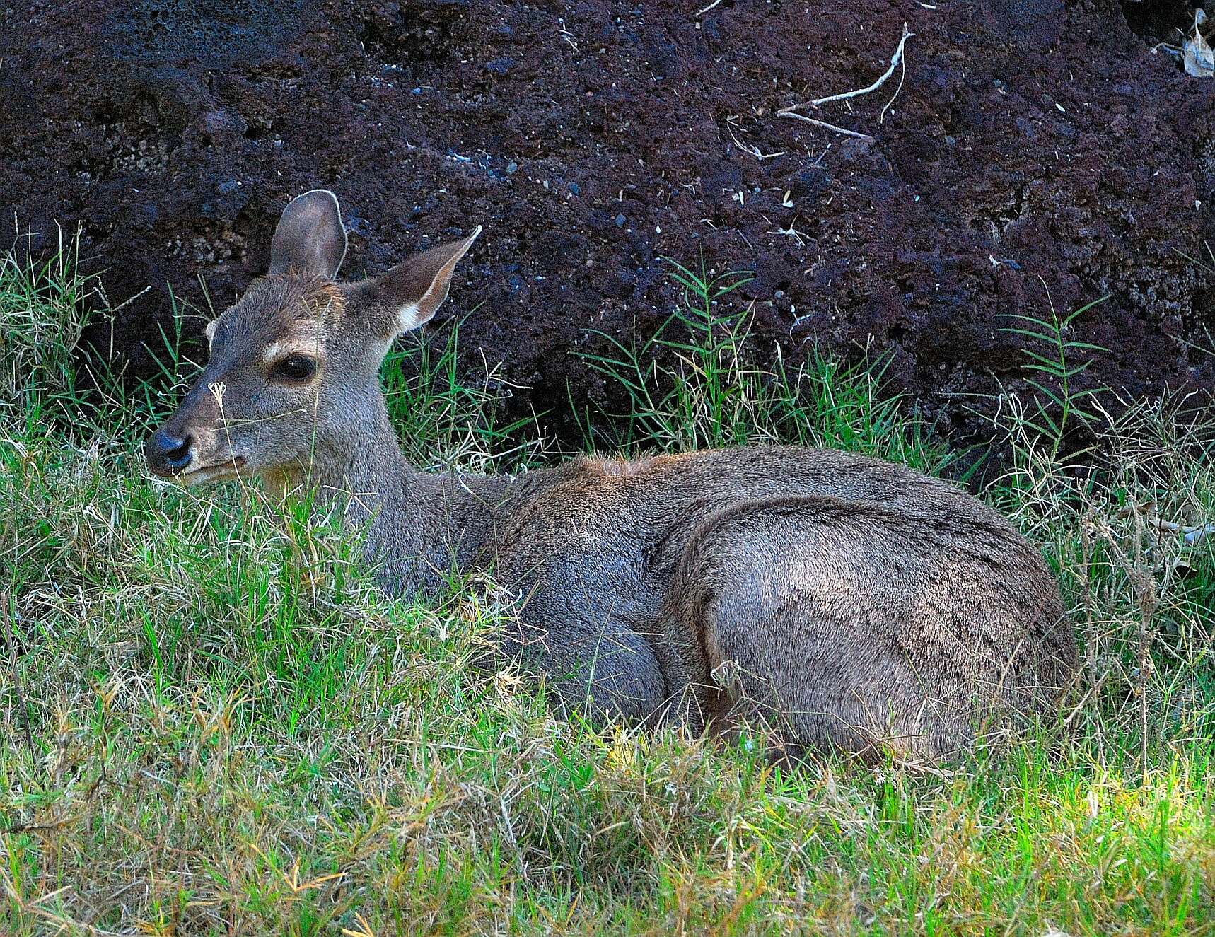 Image of South American Brown Brocket