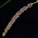 Image of Bulbophyllum lilacinum Ridl.