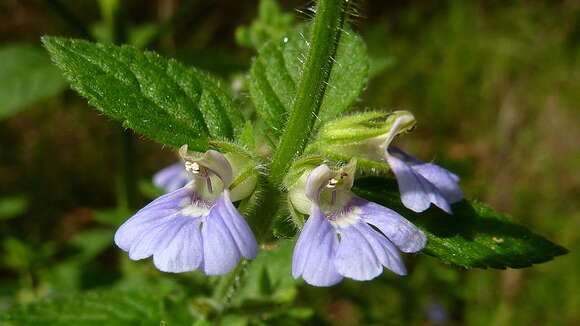 Image of Stemodia foliosa Benth.