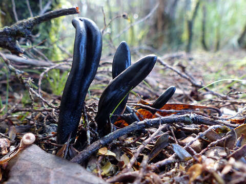 Image of Geoglossum