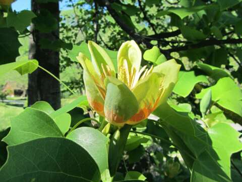 Image of Tulip Trees