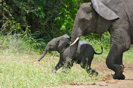 Image of African bush elephant