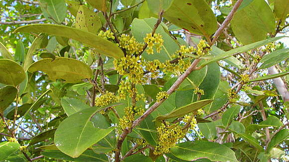 Слика од Monteverdia obtusifolia (Mart.) Biral