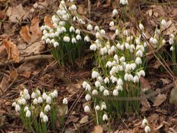 Image of Snowdrop