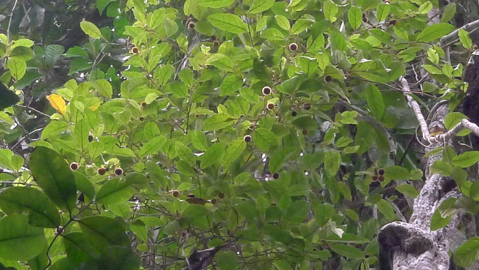 Слика од Solanum rupincola Sendtn.