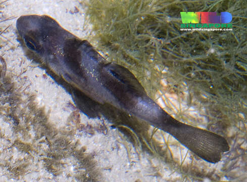 Image of Black cardinalfish