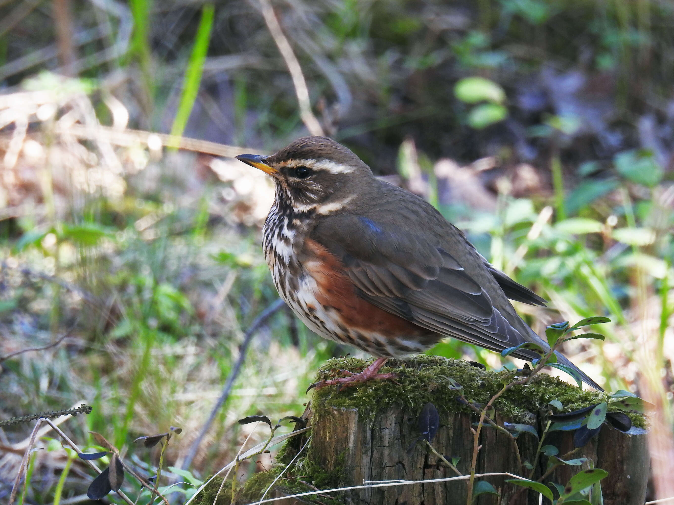 Image of Redwing