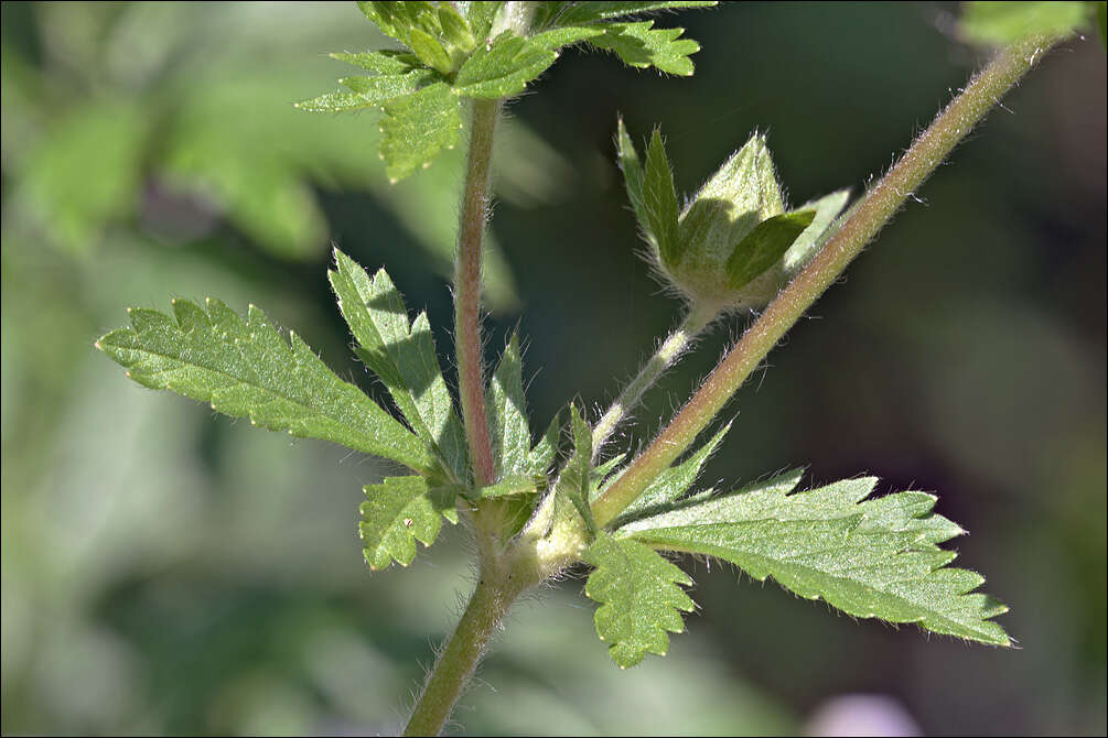 Imagem de Potentilla norvegica L.