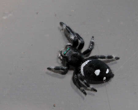 صورة Phidippus regius C. L. Koch 1846