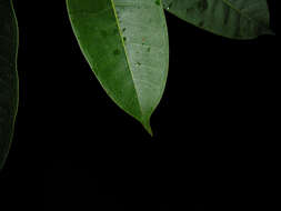 Image of Ficus paraensis (Miq) Miq.